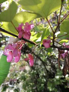 Image of Judas-tree