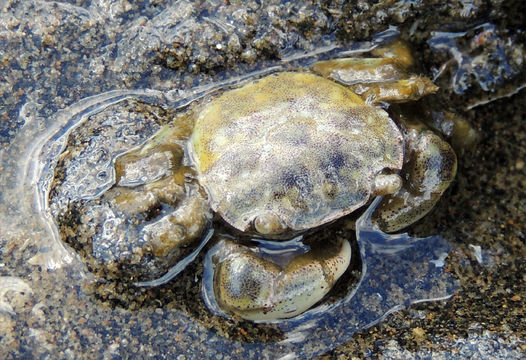 Image of <i>Hemigrapsus crenulatus</i> (H. Milne Edwards 1837)