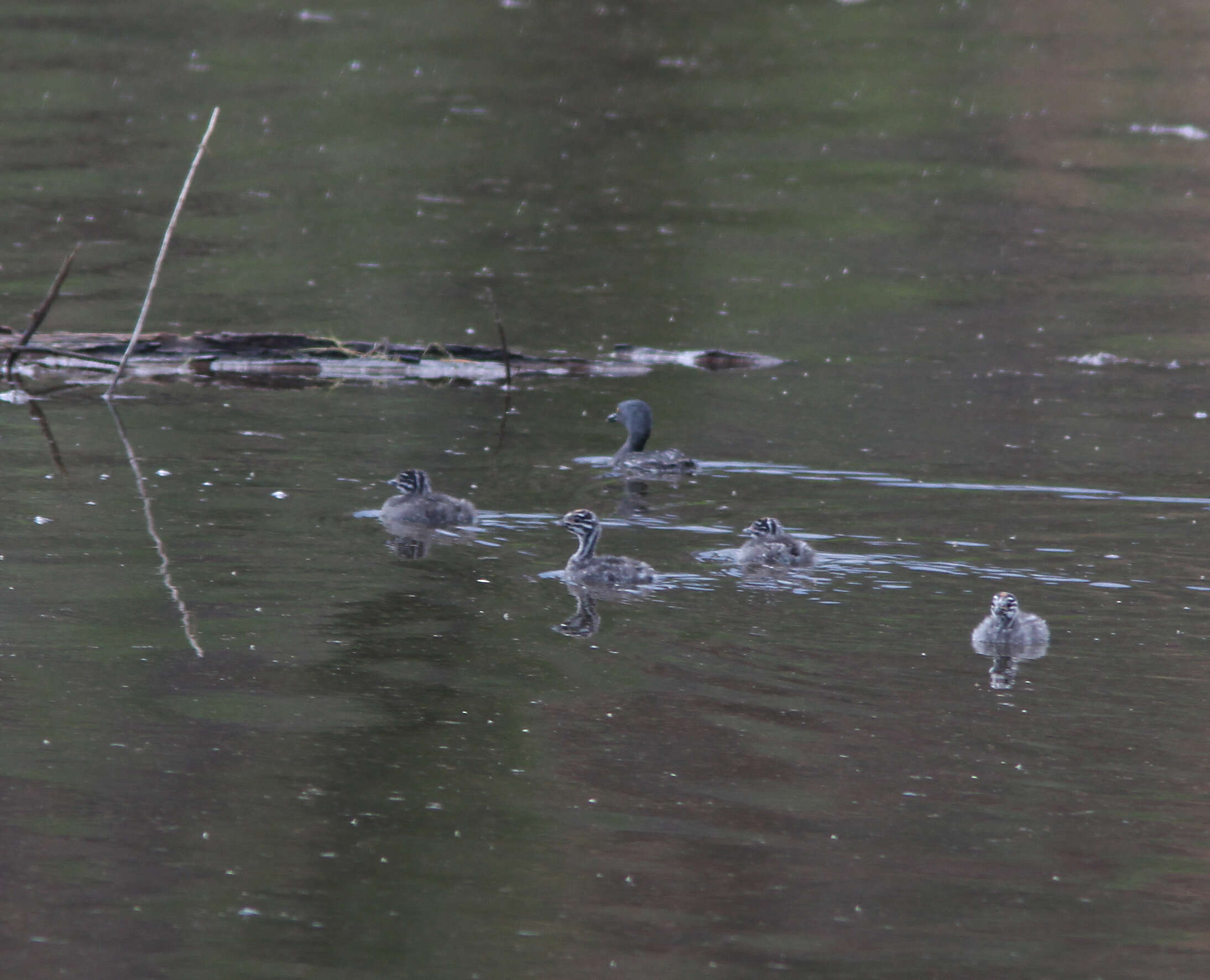 Image of Least Grebe