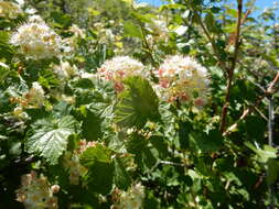 Plancia ëd Physocarpus malvaceus (Greene) Kuntze