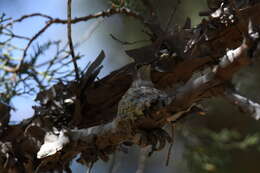 Image of Black-chinned Hummingbird