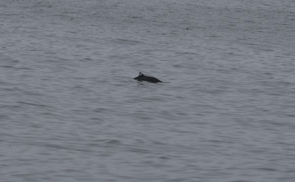 Image of Dall's Porpoise