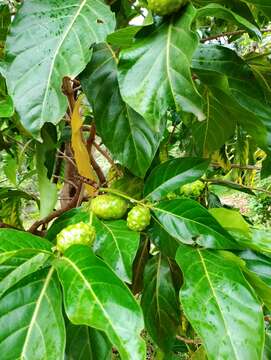 Image of Indian mulberry