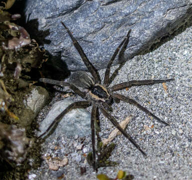 Image of Dolomedes minor L. Koch 1876