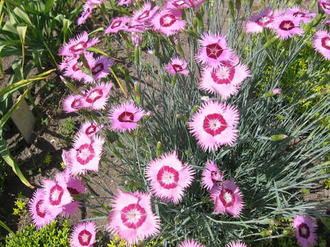 Image of carnation