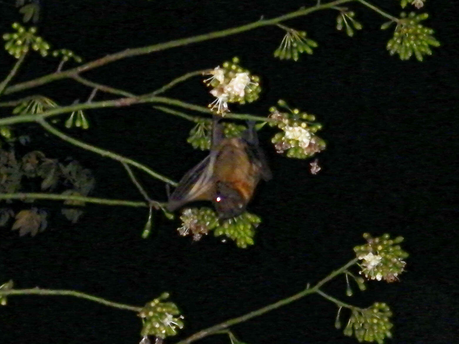 Image of Madagascan Fruit Bat