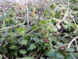 Image of Grey Field-speedwell