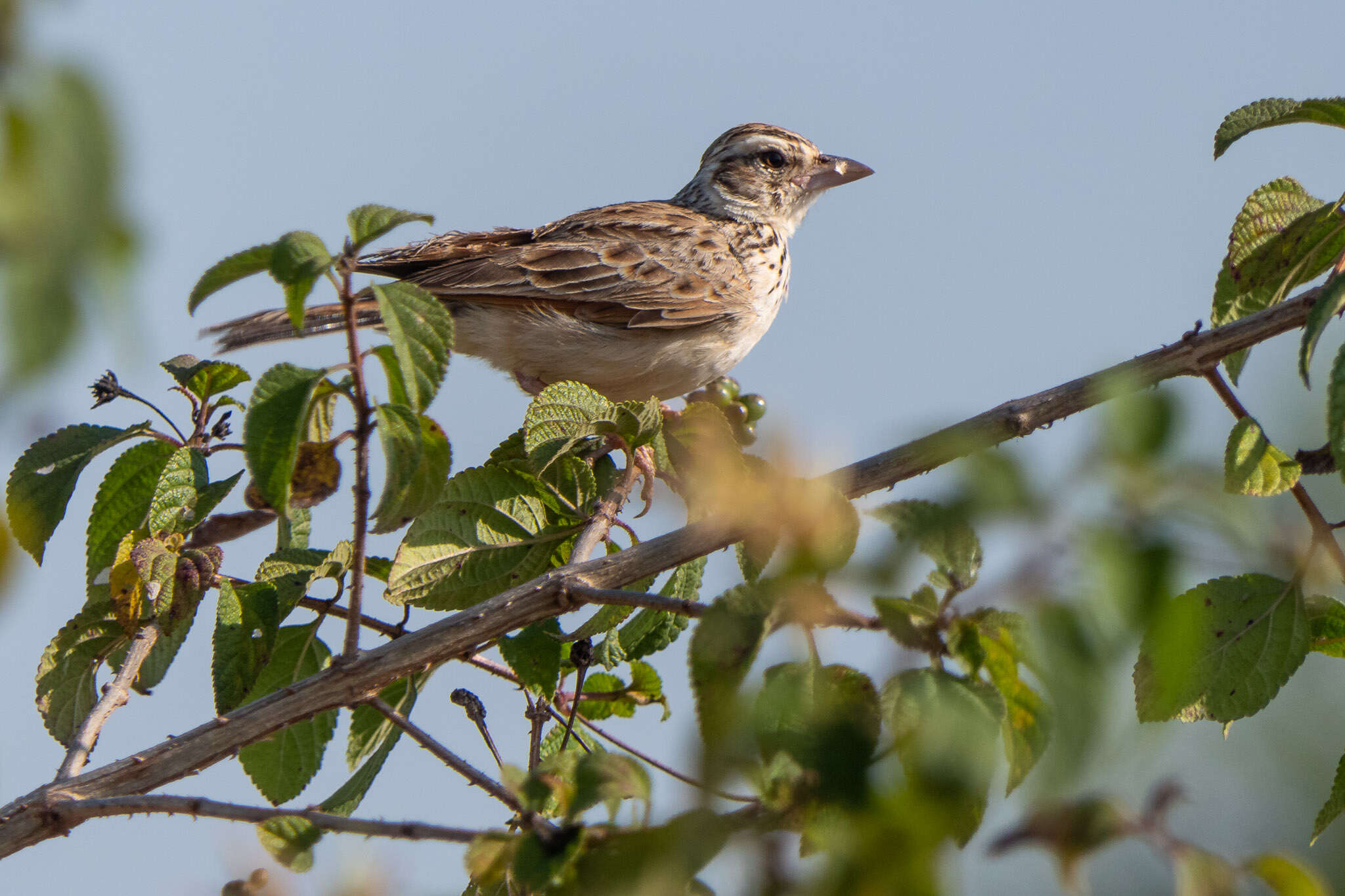 Image of Indian Bush Lark