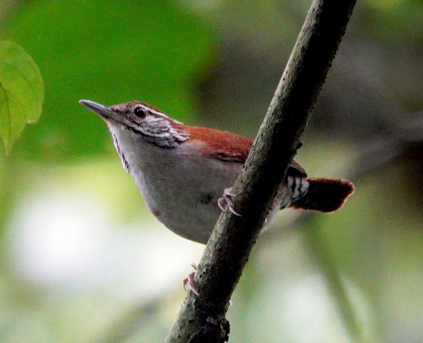 Image of Rufous-and-white Wren