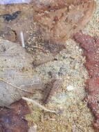 Image of Asellus aquaticus