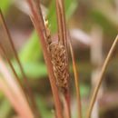 Image of <i>Carex cirrhosa</i>
