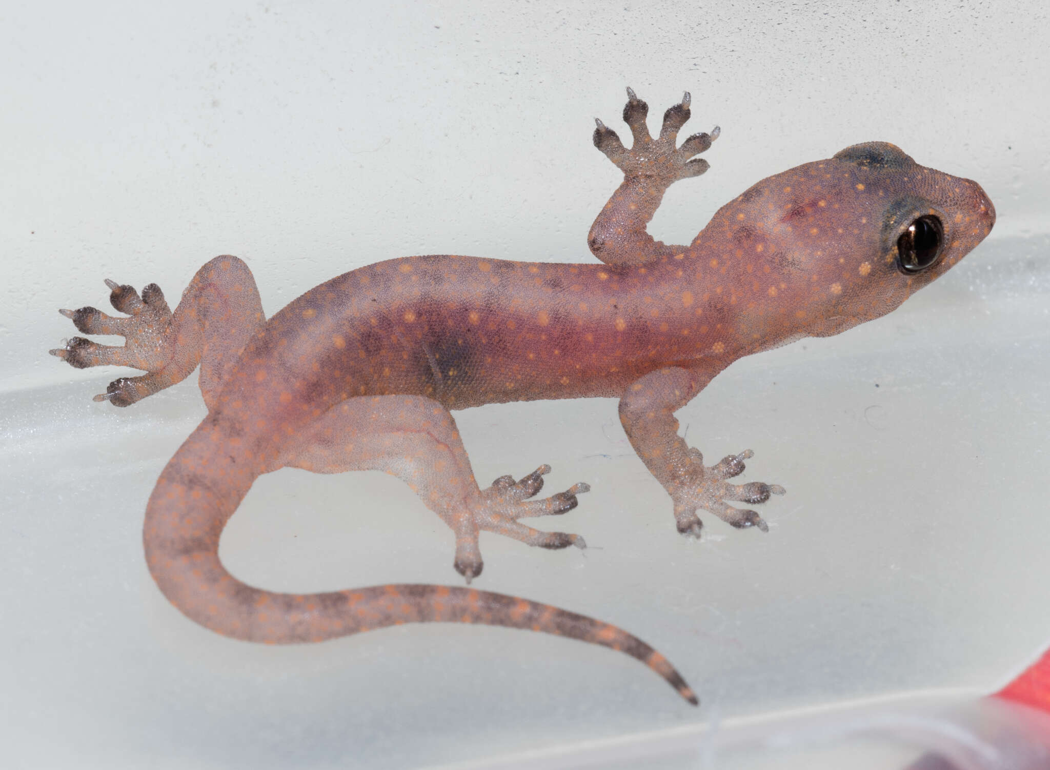 Image of Common Four-clawed Gecko