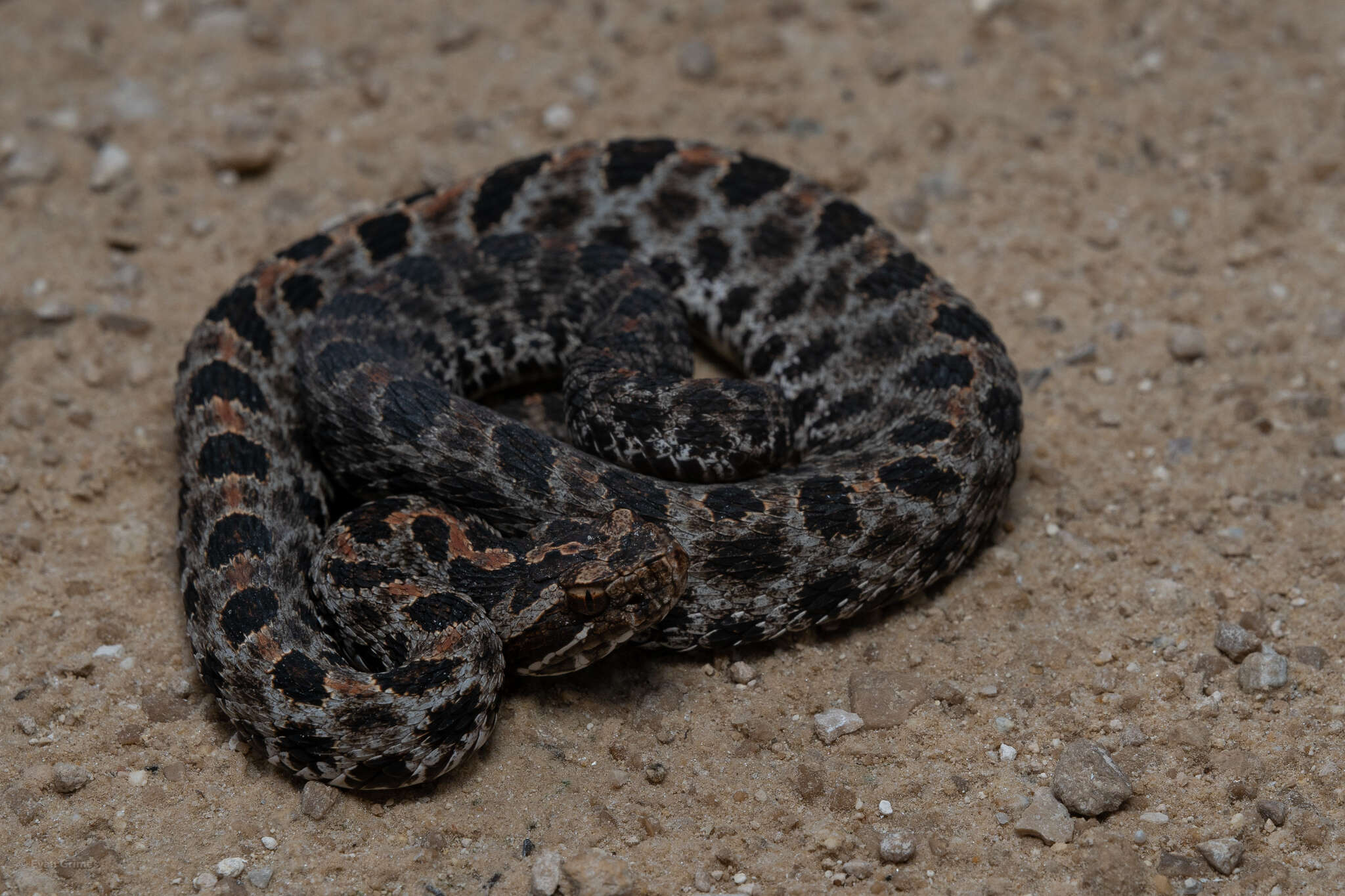 Image of Pygmy Rattlesnake