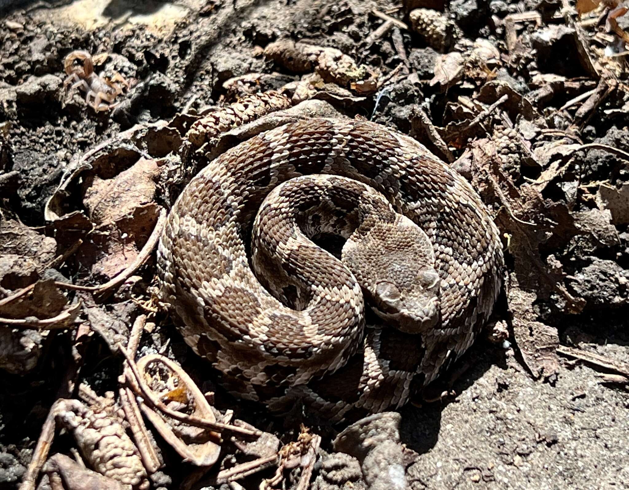 Image of Northern Pacific Rattlesnake