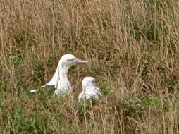 Image of Northern Royal Albatross