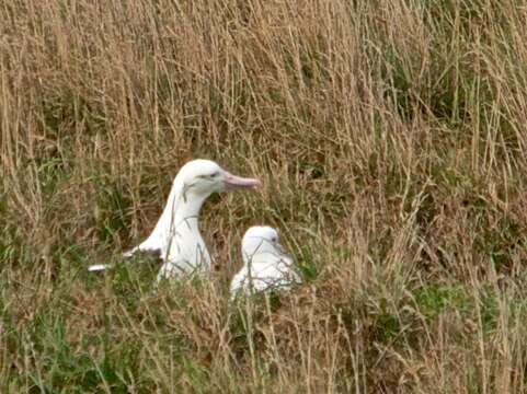 Image of Northern Royal Albatross