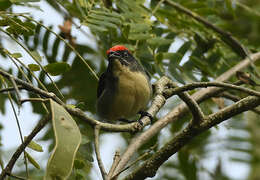 Image of Scarlet-backed Flowerpecker