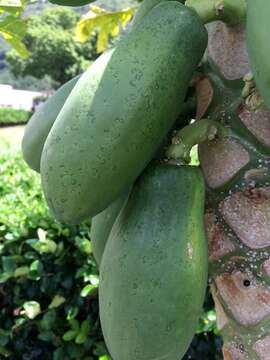 Sivun Papaya ringspot virus kuva