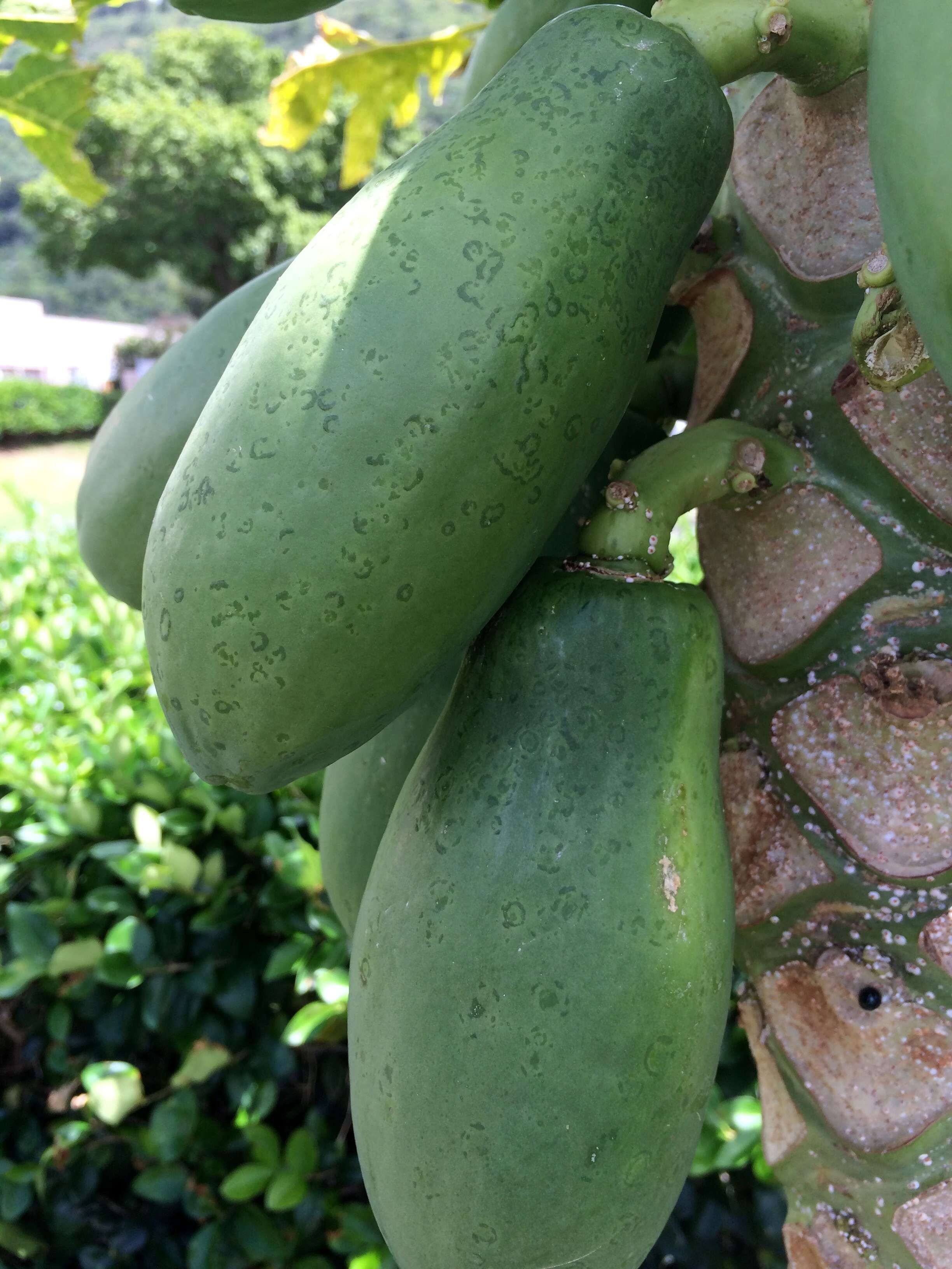 Image of Papaya ringspot virus