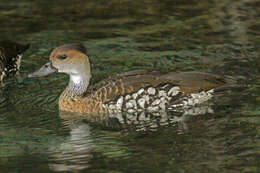 Image de Dendrocygne des Antilles