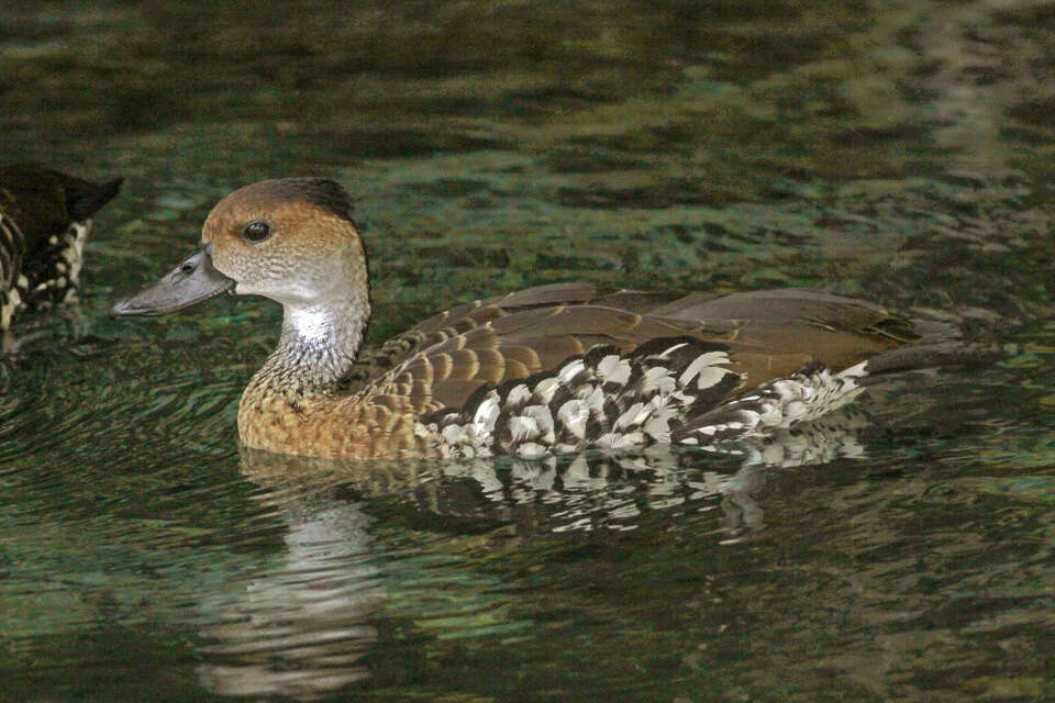 Image de Dendrocygne des Antilles