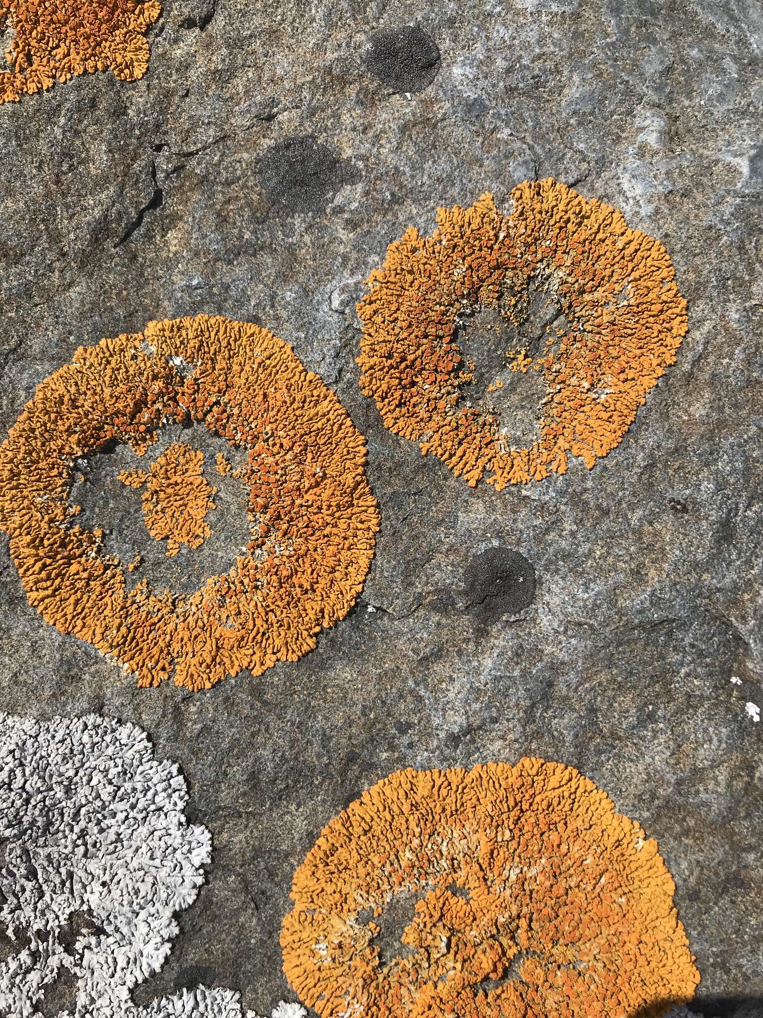 Image of elegant orange wall lichen