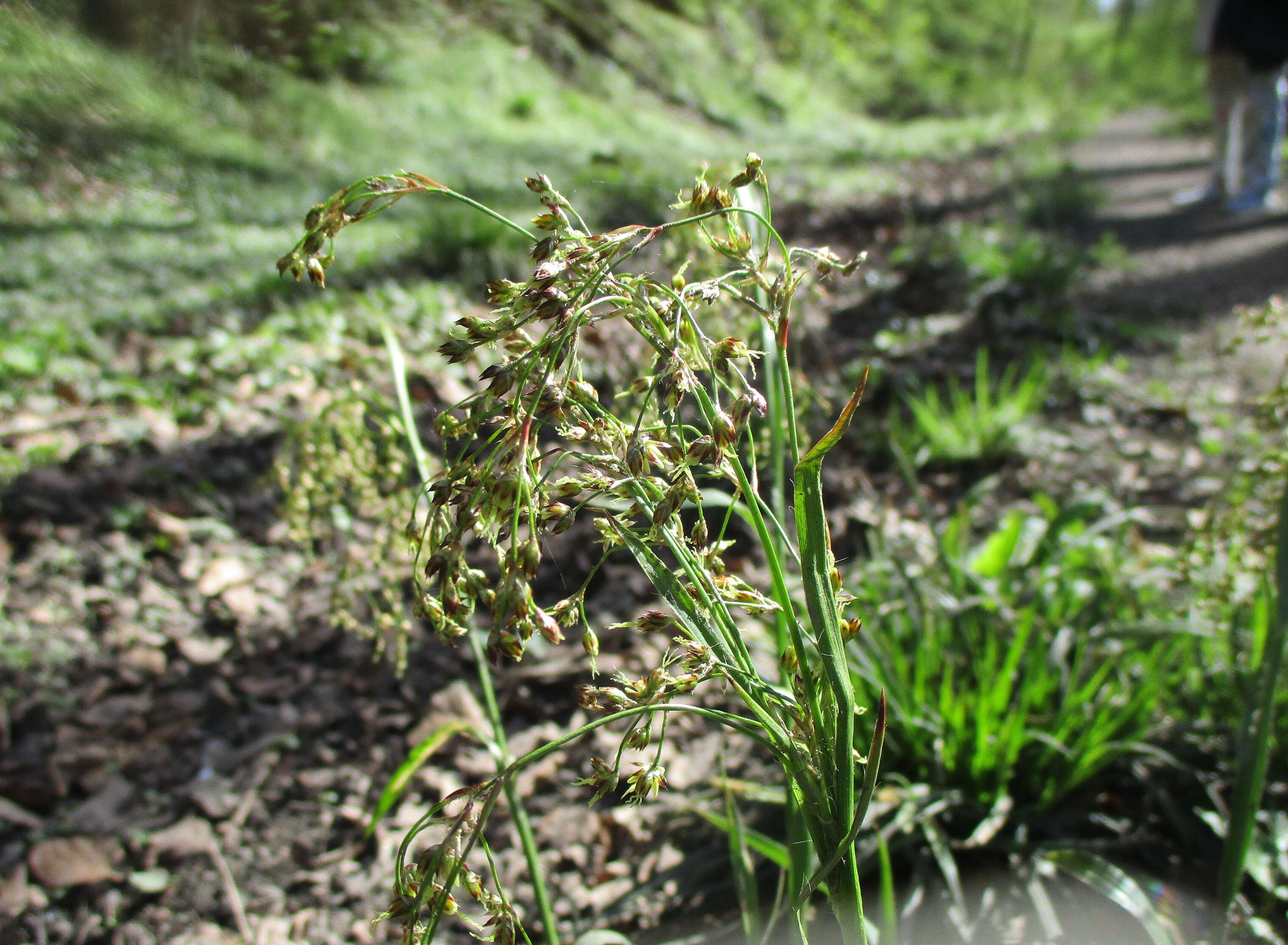 Слика од Scirpus sylvaticus L.