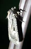 Abagrotis mirabilis Grote 1879的圖片