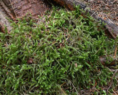 Image of goose neck moss