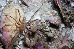 Image of sea spider