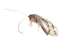 Image of Brown lacewing