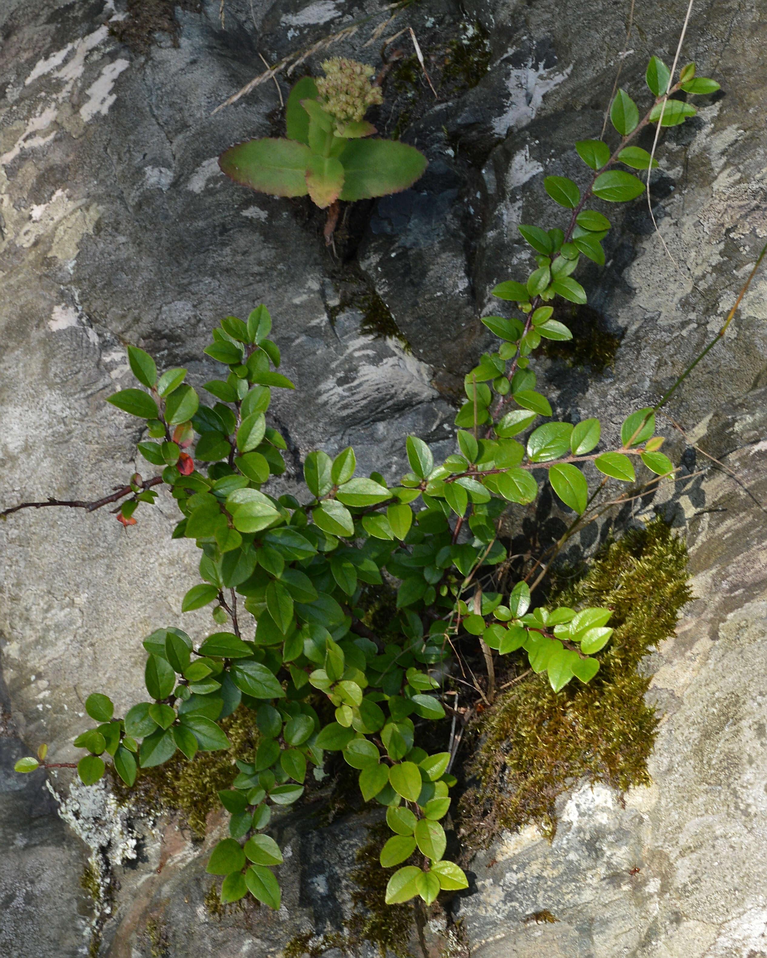 Plancia ëd Cotoneaster lucidus Schltdl.