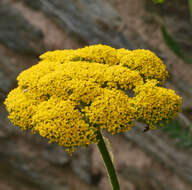 Image of fernleaf yarrow