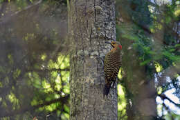 Image of Northern Flicker