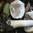 Imagem de Agaricus sylvicola