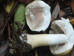 Imagem de Agaricus sylvicola