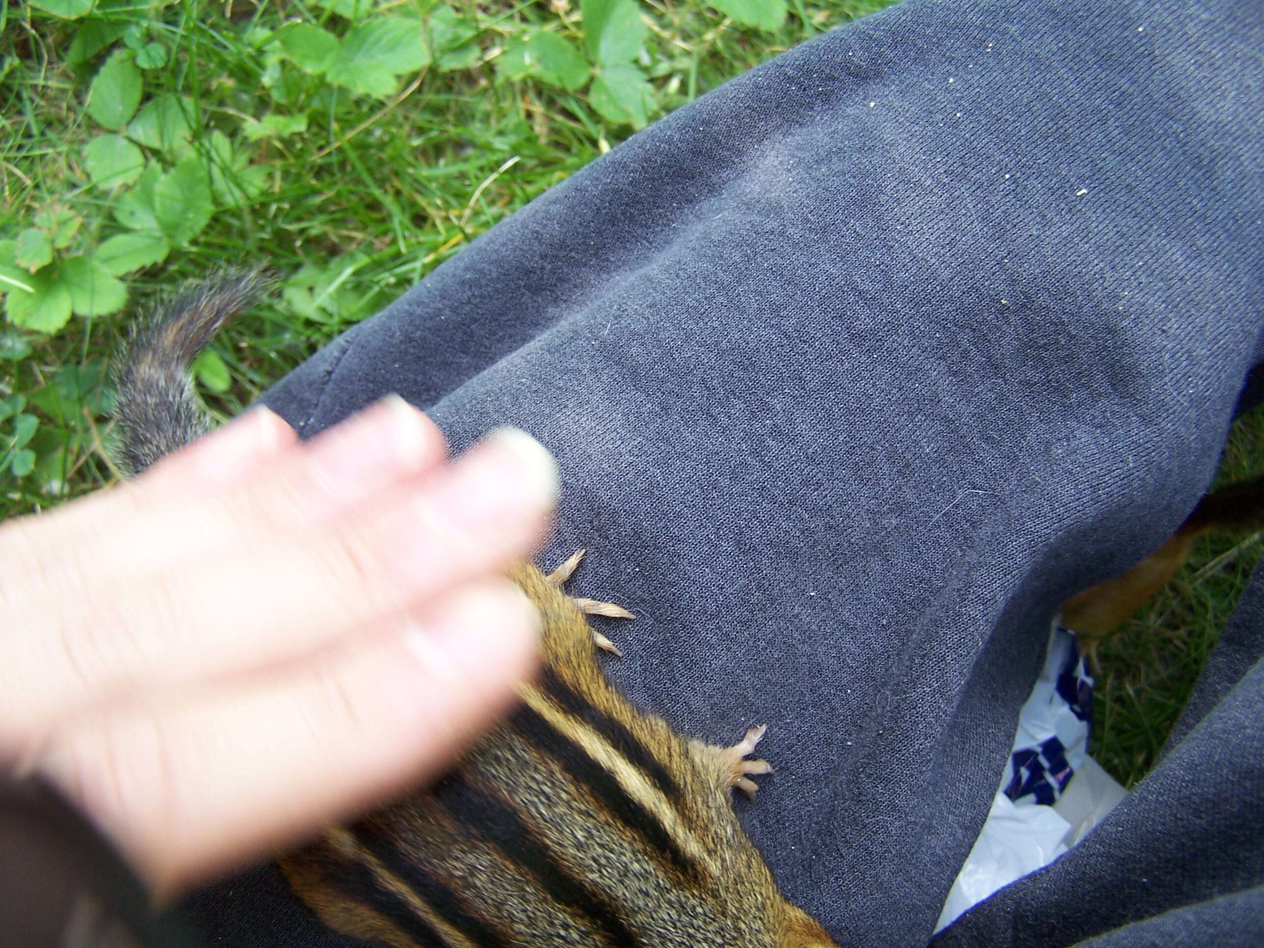 Image of Siberian Chipmunk