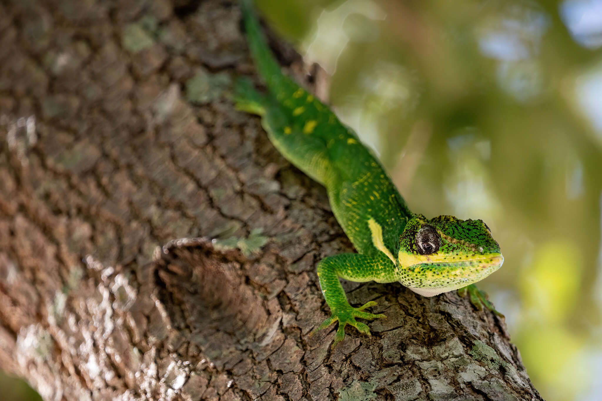 Image of Cuban Giant Anole