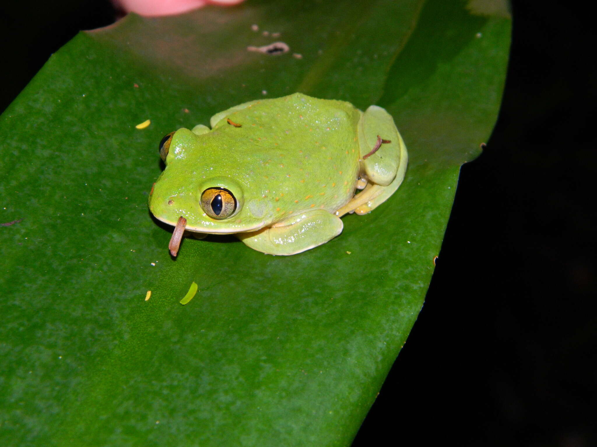 Image de Leptopelis flavomaculatus