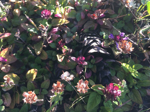 Image of <i>Prunella vulgaris</i>