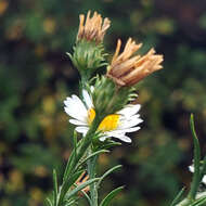 Image of hairy white oldfield aster