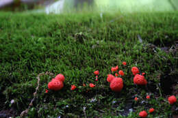 Image of Tubifera ferruginosa