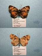 Image of Phyciodes cocyta