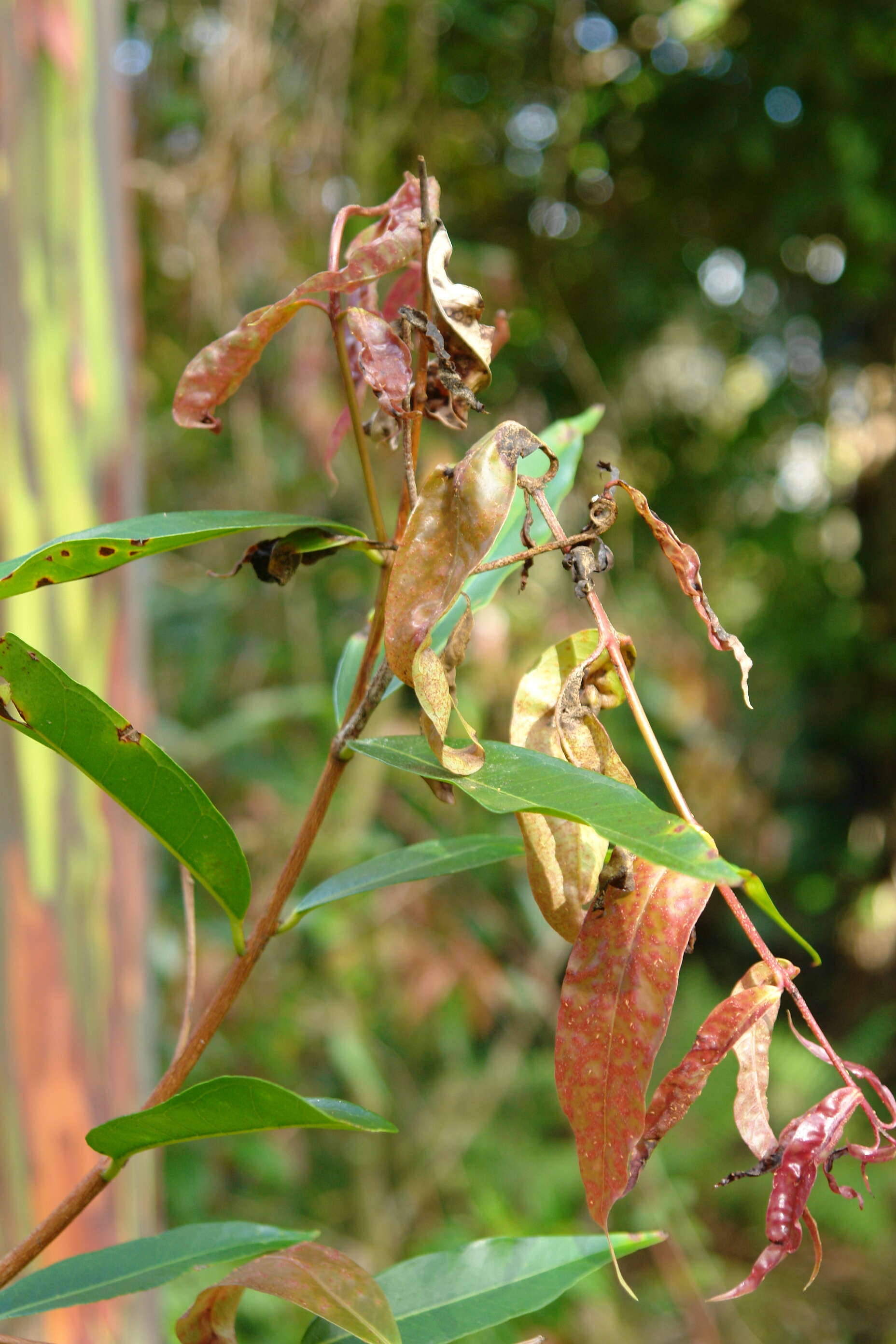 Image of Myrtle rust