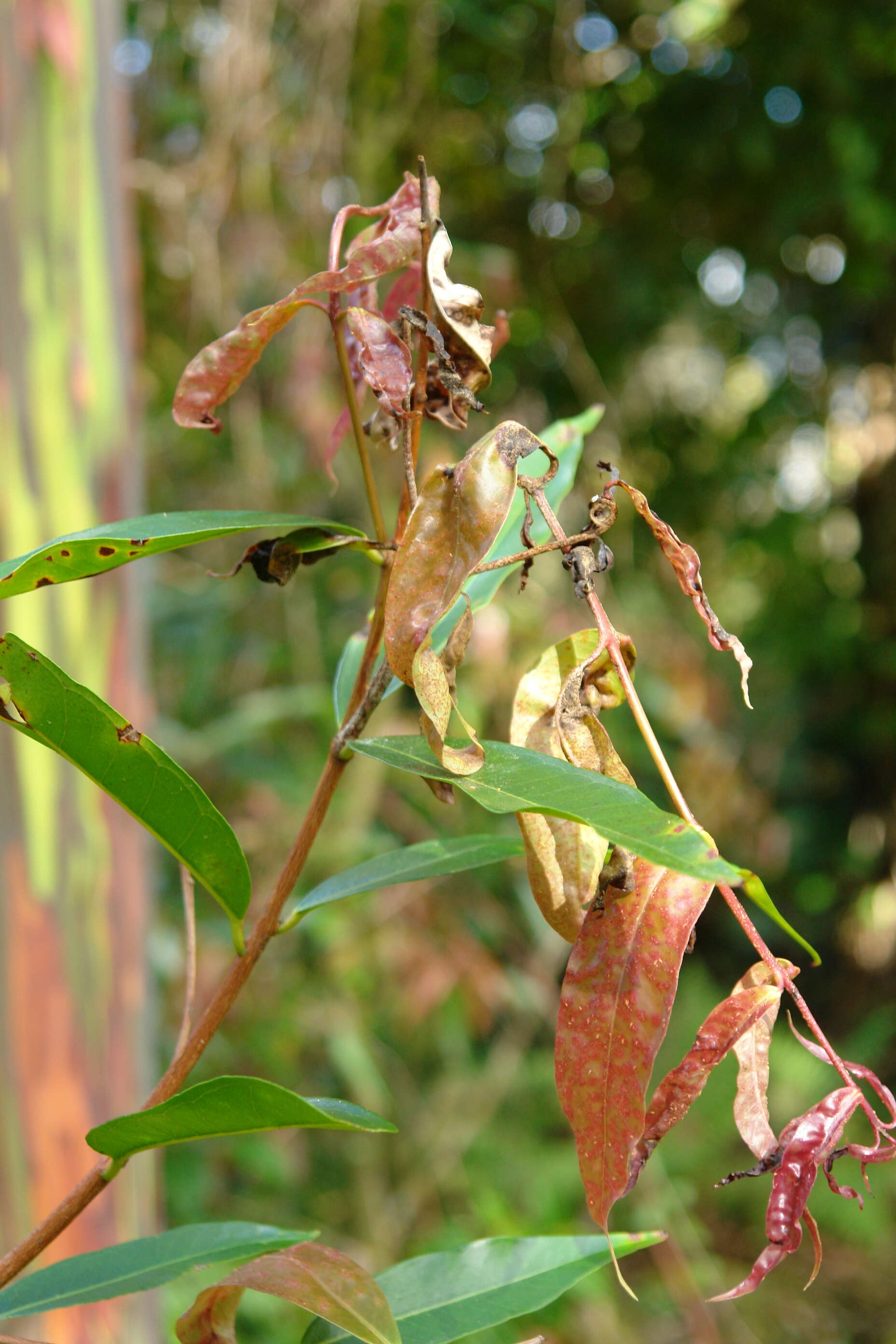 Austropuccinia psidii (G. Winter) Beenken 2017的圖片