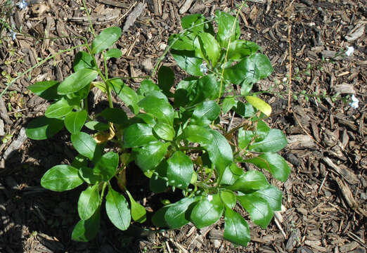 Image of broadleaf forget-me-not