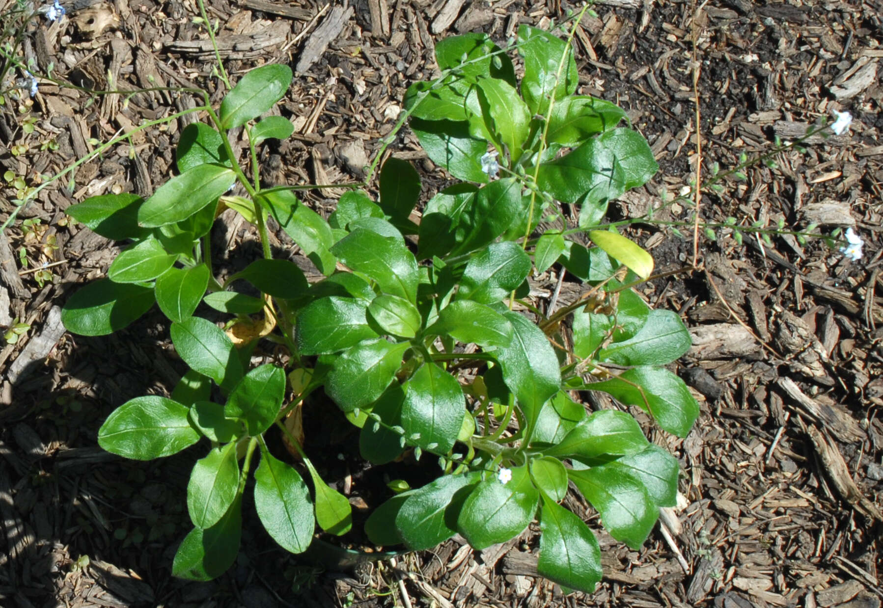 Image de Myosotis latifolia Poir.