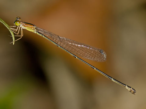 Image of <i>Metaleptobasis bovilla</i> Calvert 1907