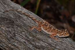 Image of Ground Agama