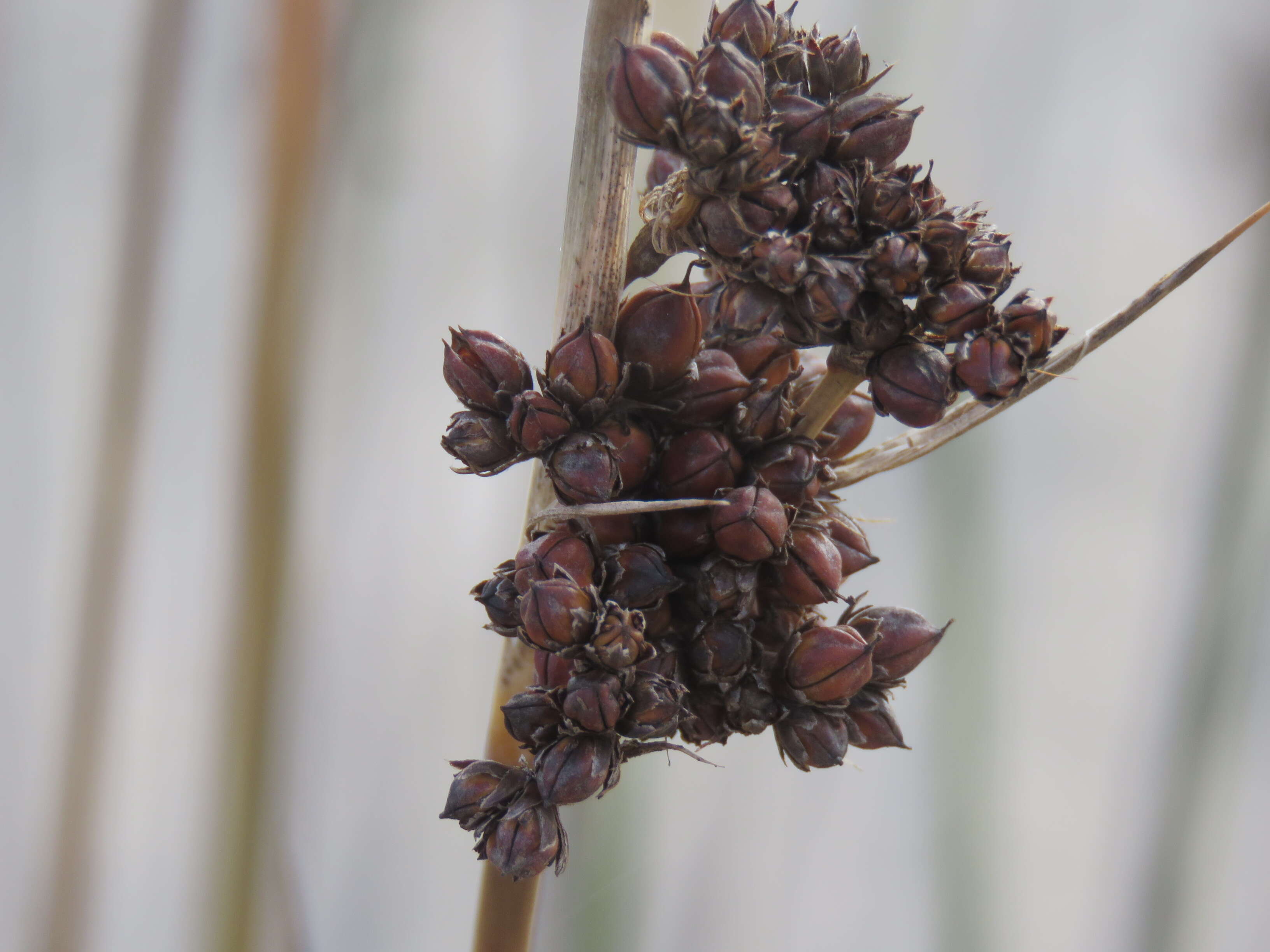 Image of spiny rush